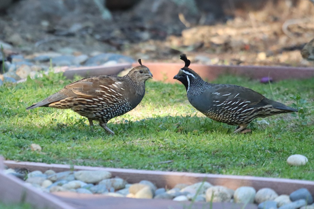 California Quail - ML641279536