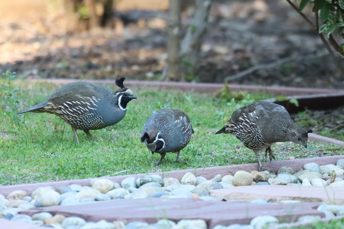 California Quail - ML641279537