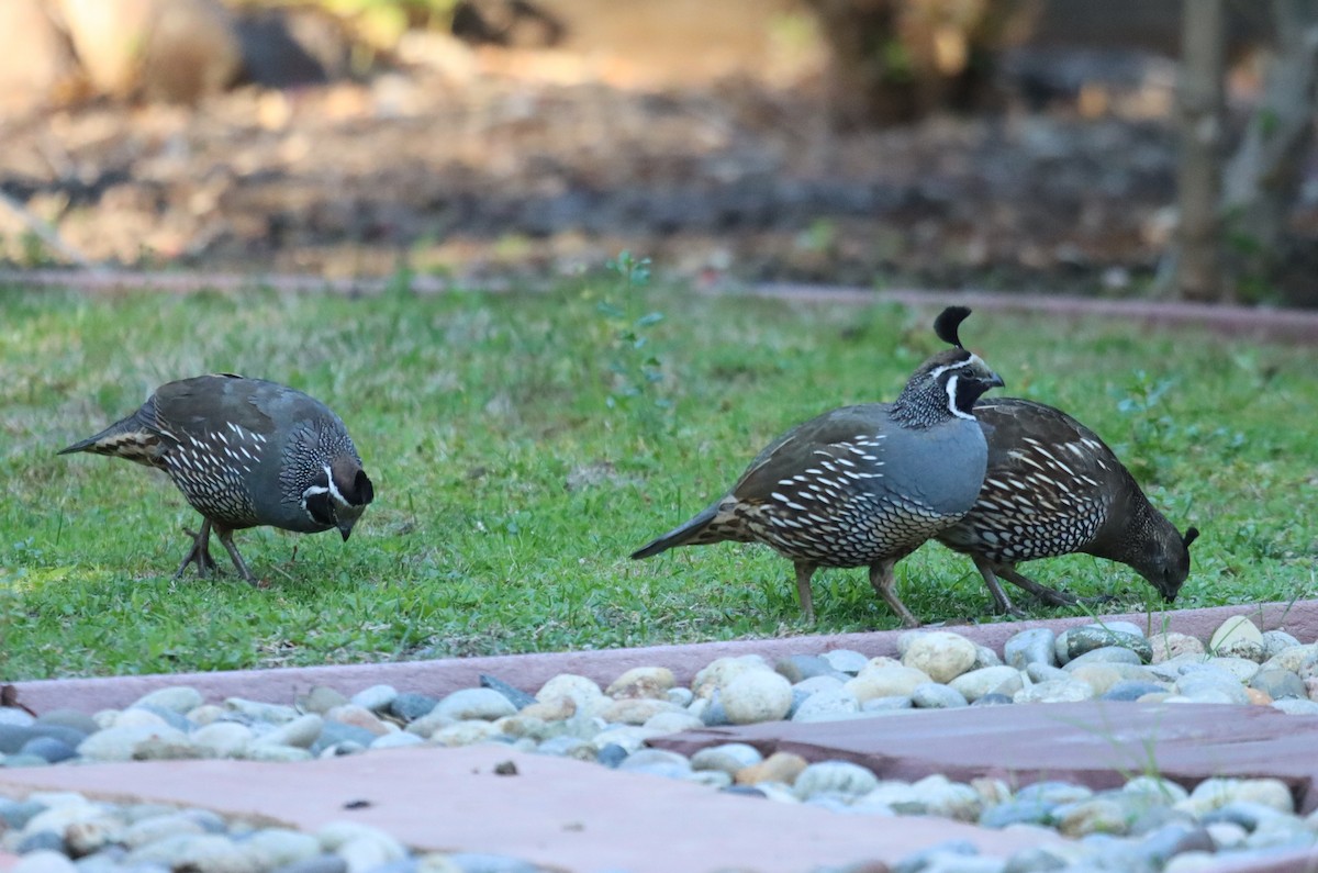 California Quail - ML641279539