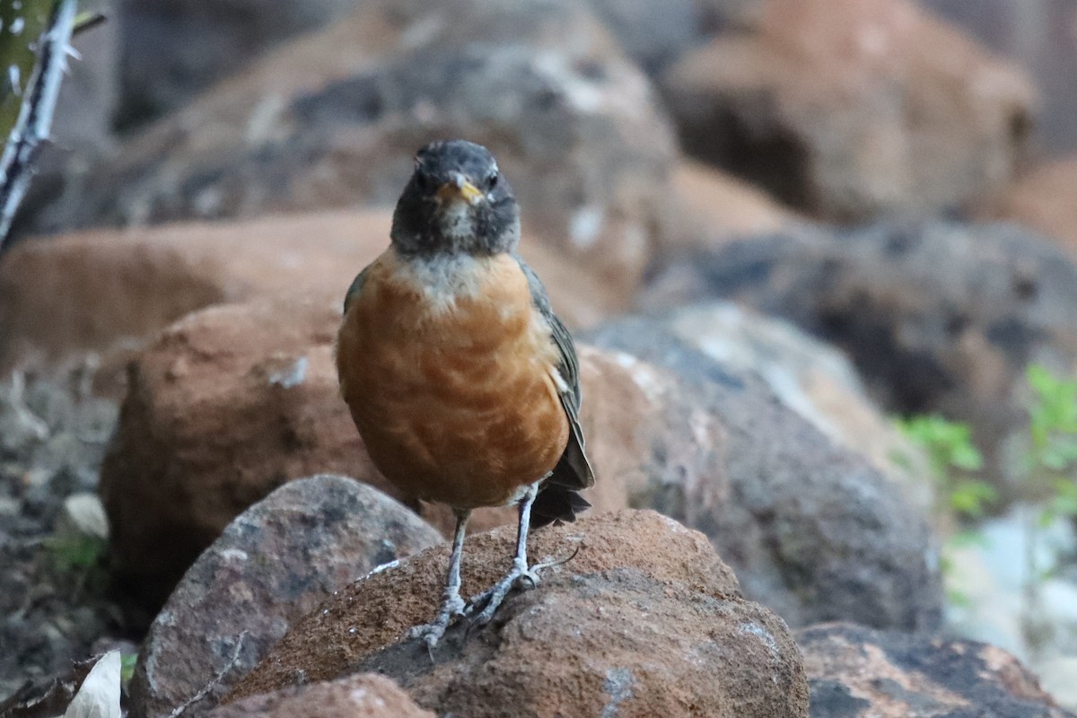 American Robin - ML641279544