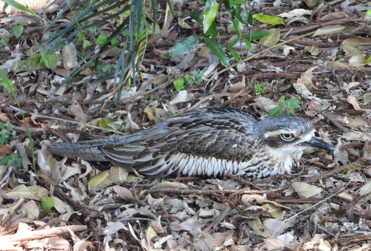 Bush Thick-knee - ML641279545