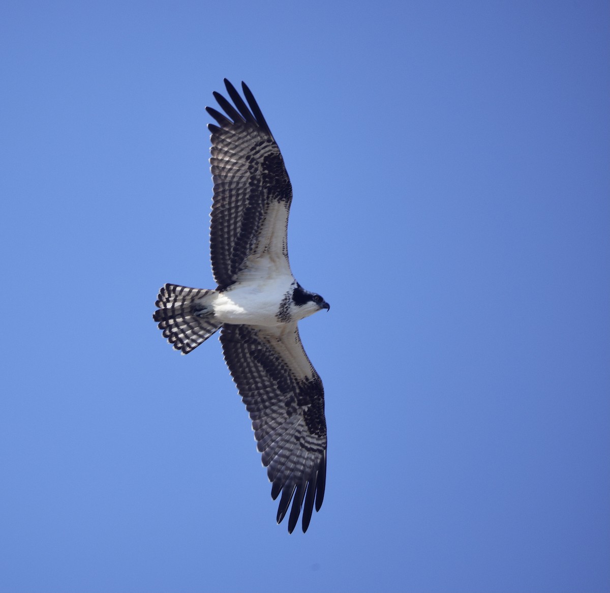 Osprey - ML641279549