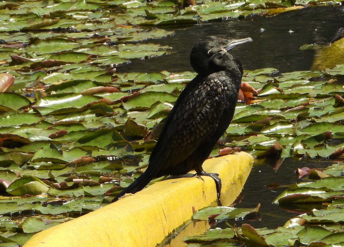 Little Black Cormorant - ML641279550