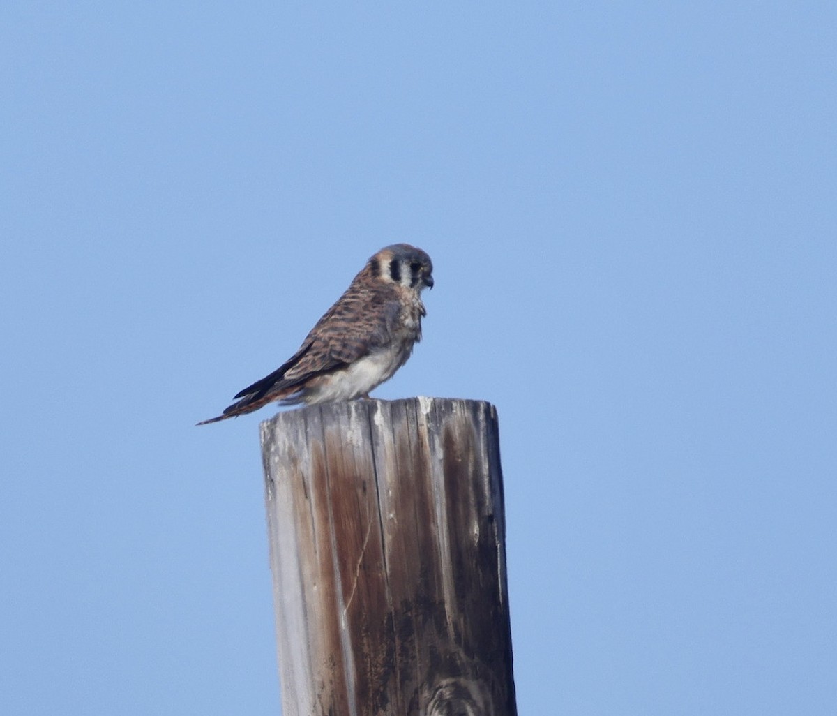 American Kestrel - ML641279553