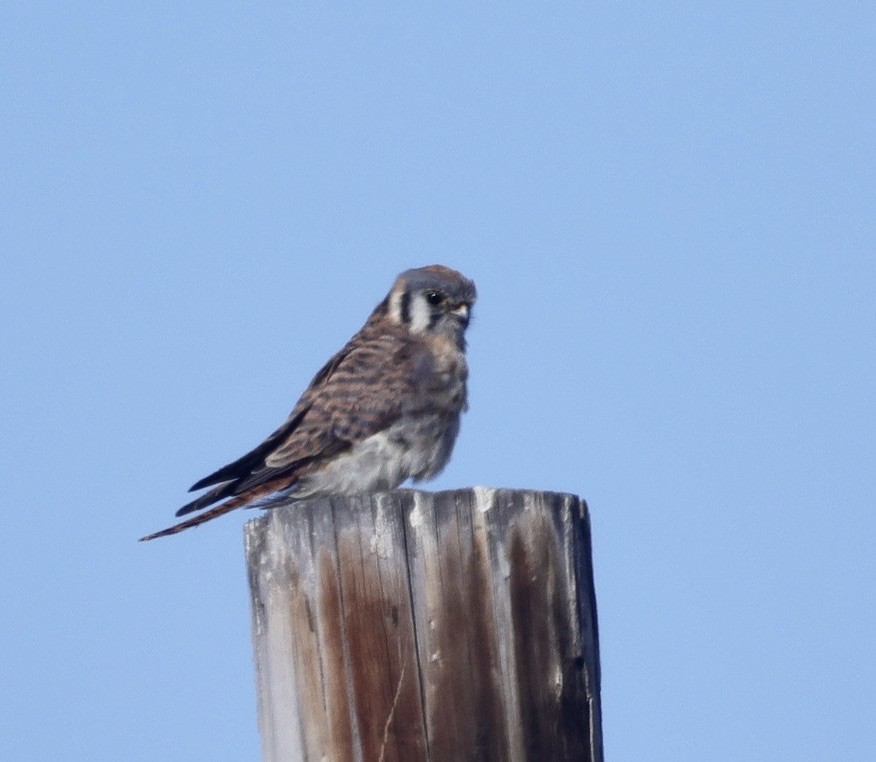 American Kestrel - ML641279555