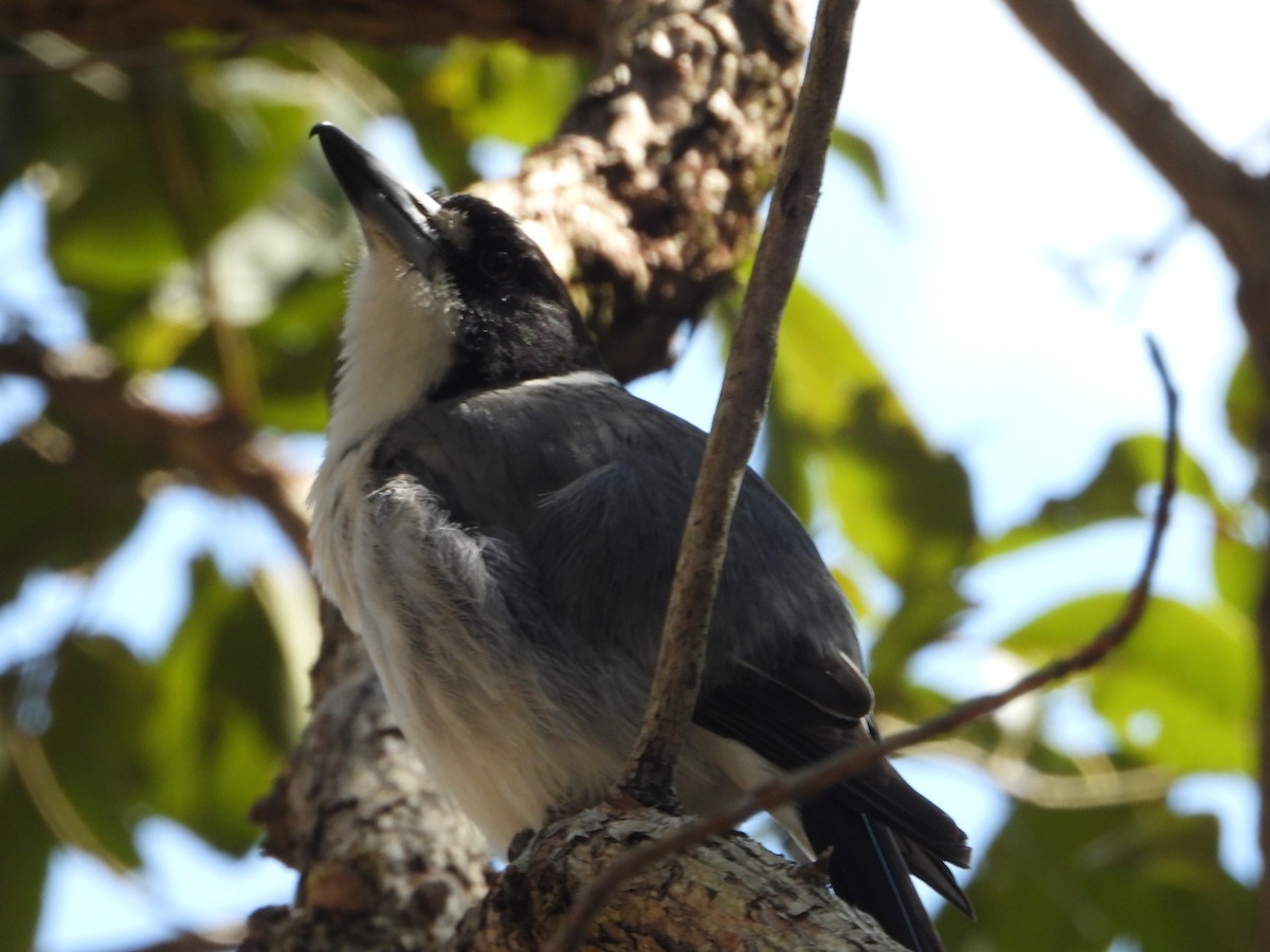 Gray Butcherbird - ML641279559