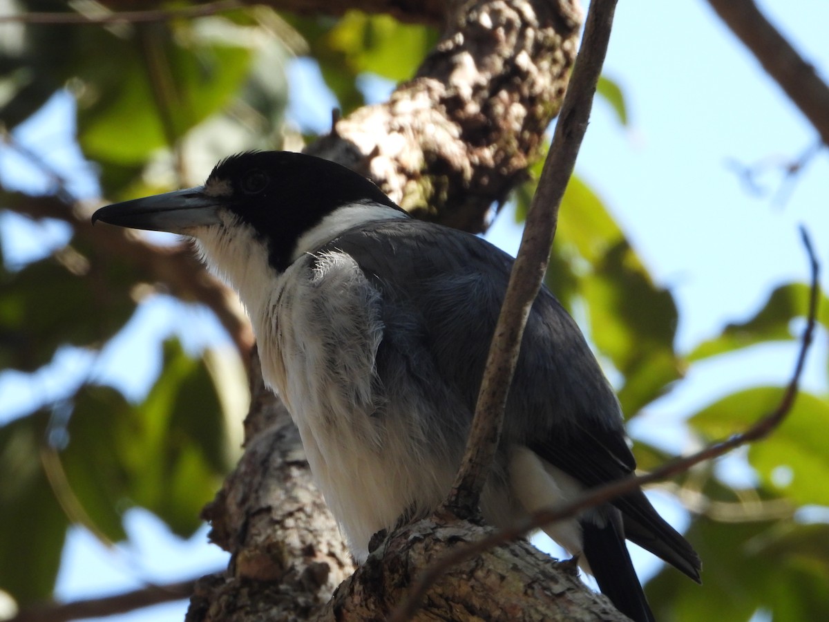 Gray Butcherbird - ML641279560