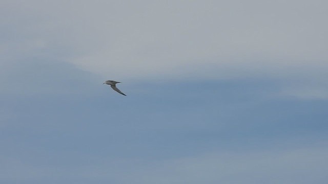 Little Tern - ML641279561