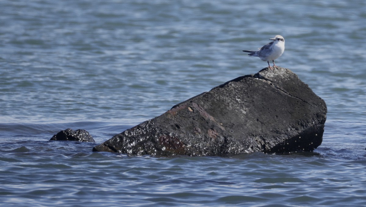 Forster's Tern - ML641279566