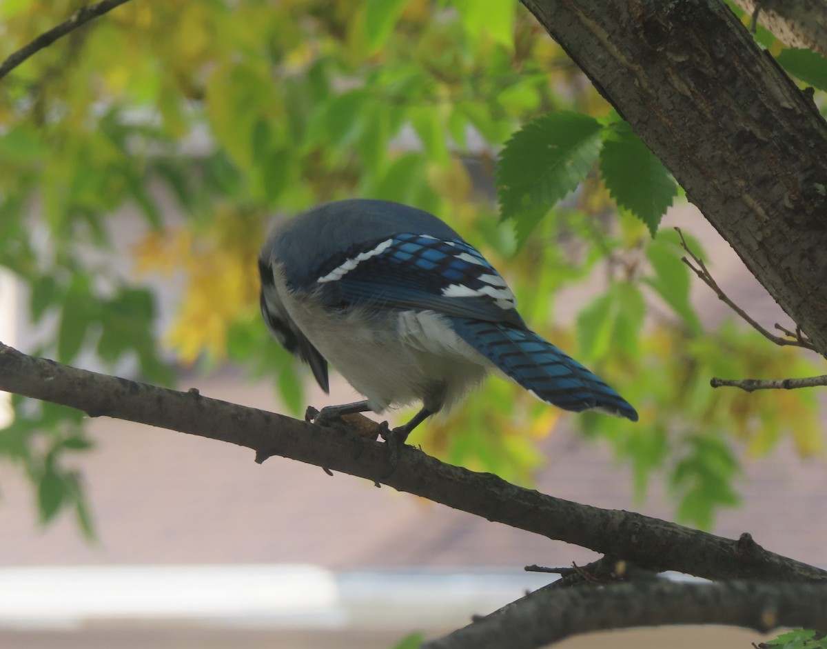 Blue Jay - ML641279567