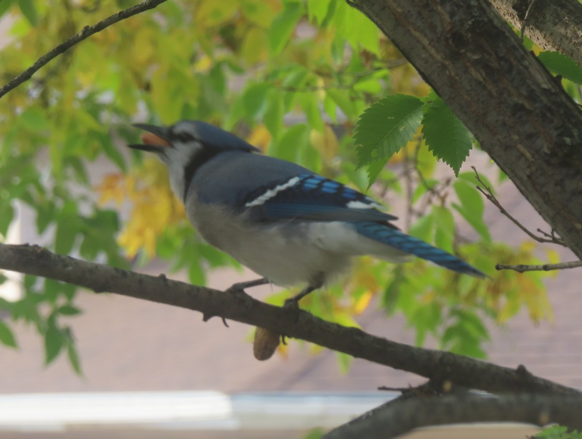 Blue Jay - ML641279569