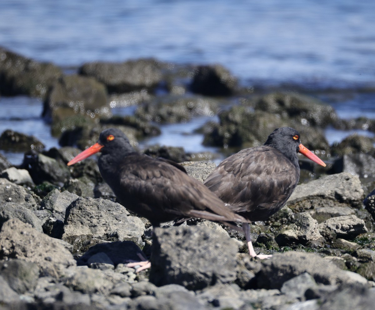 Black Oystercatcher - ML641279577