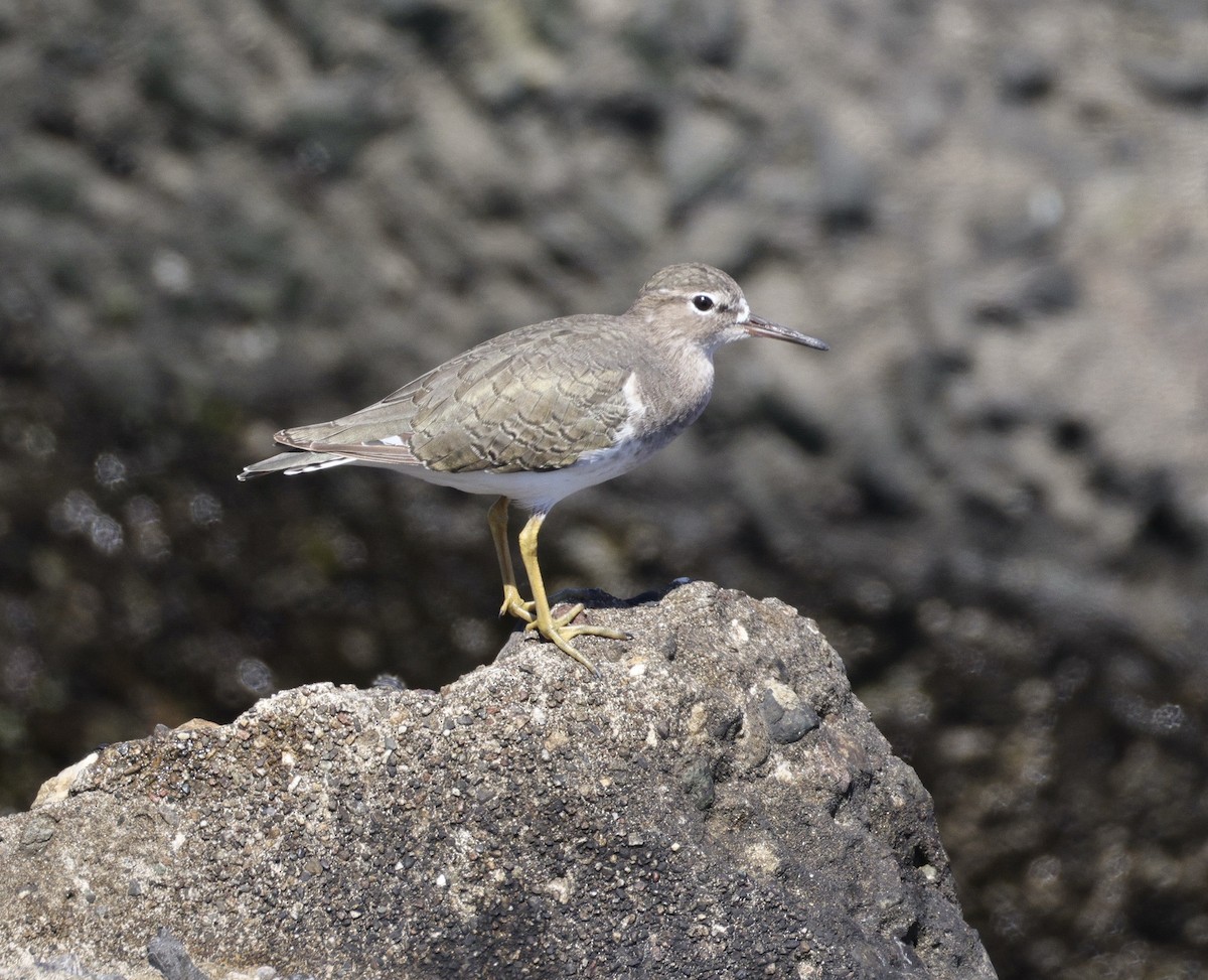 Spotted Sandpiper - ML641279587