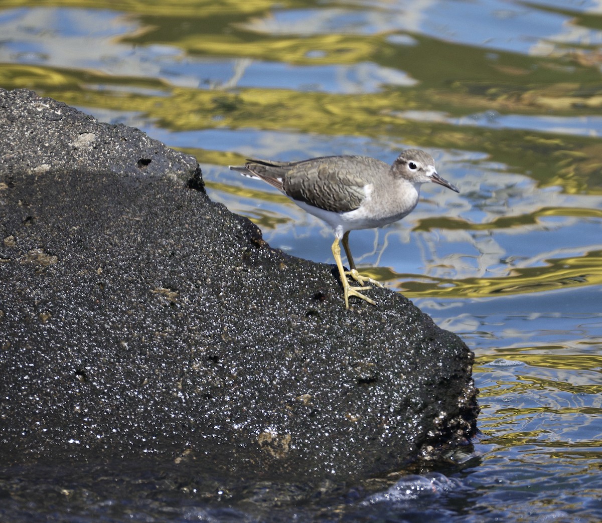 Spotted Sandpiper - ML641279588