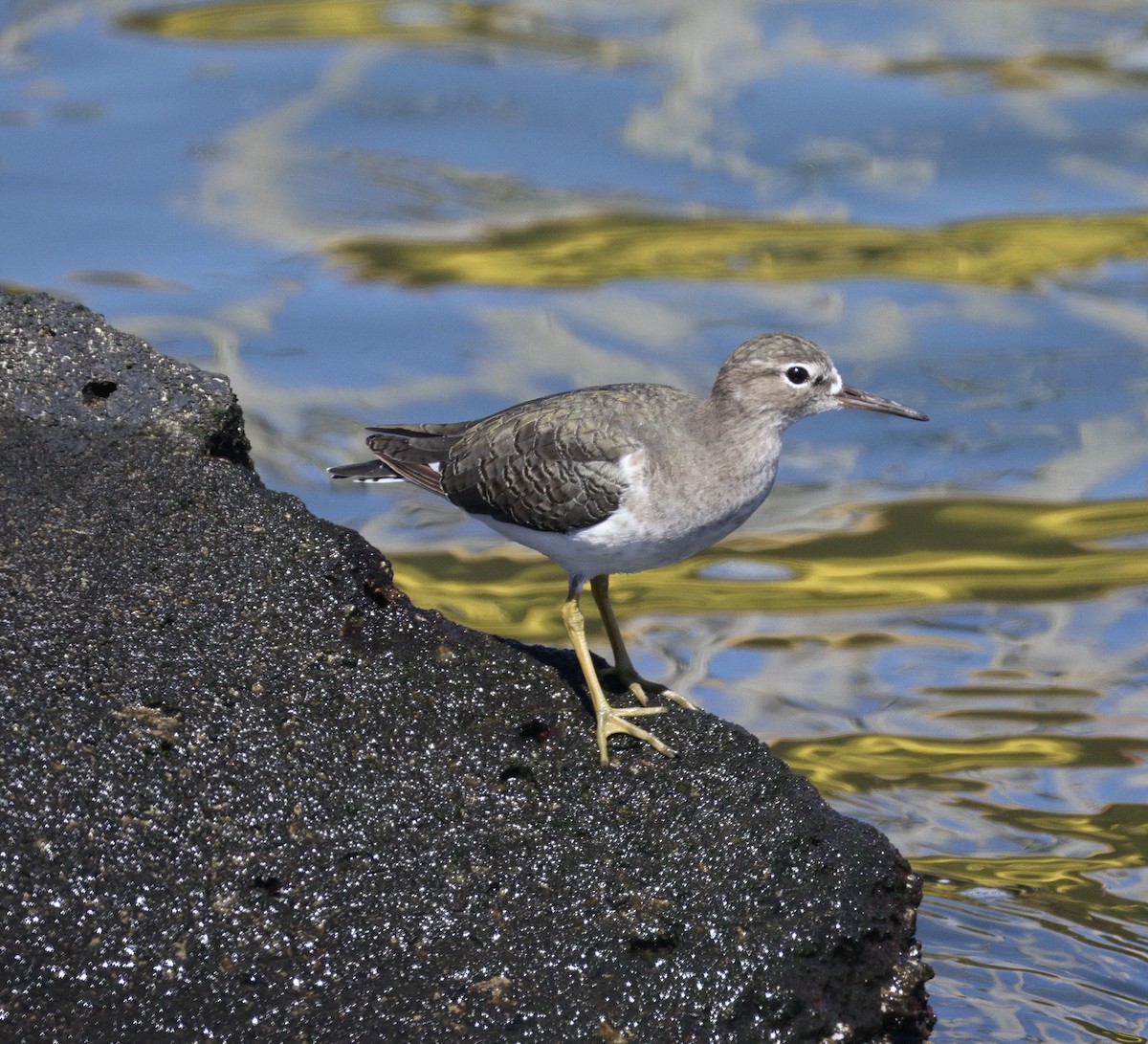 Spotted Sandpiper - ML641279589