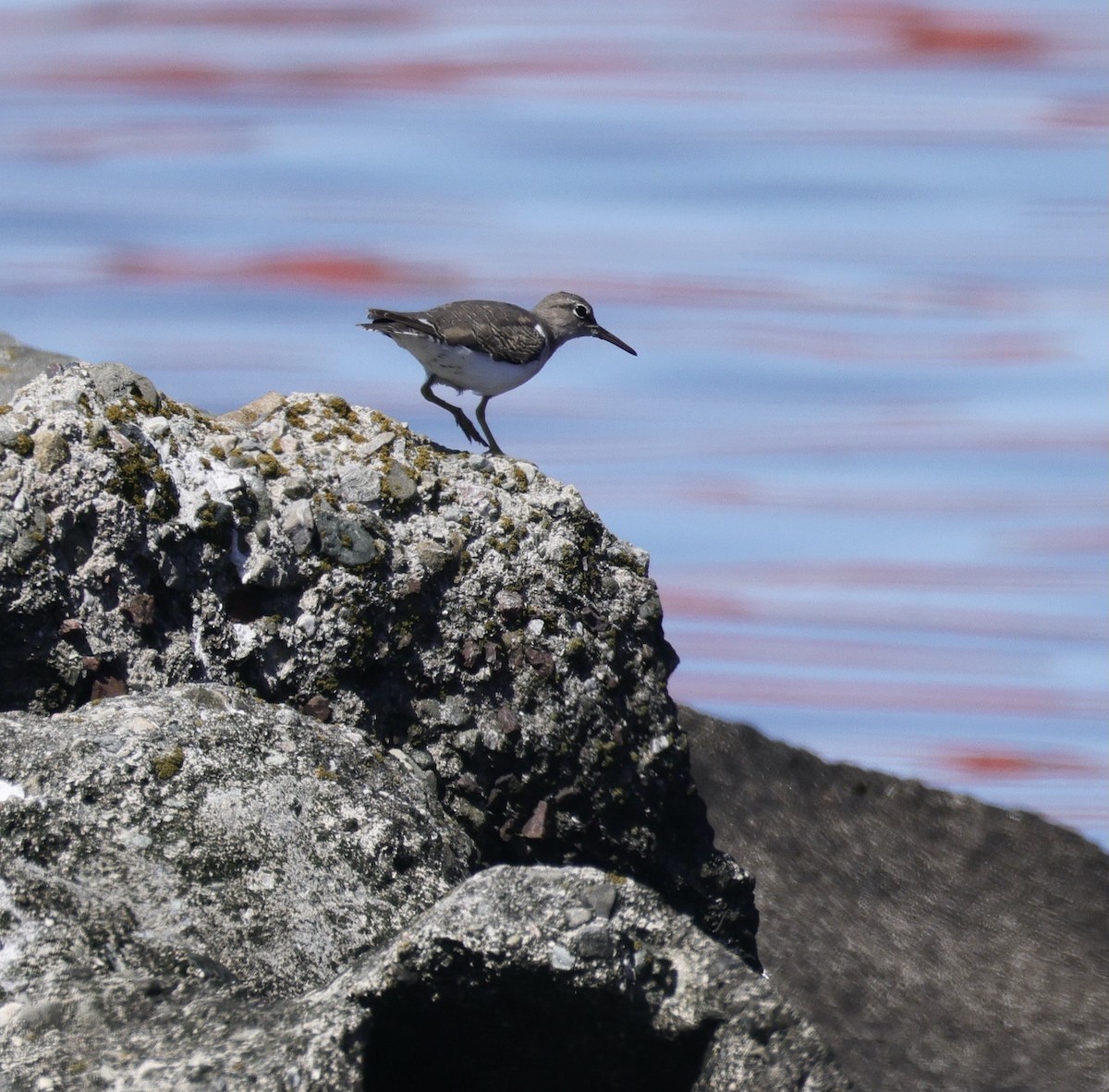 Spotted Sandpiper - ML641279591