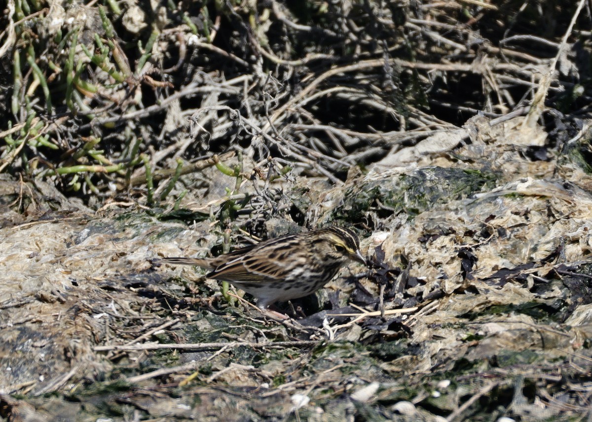 Savannah Sparrow - ML641279598