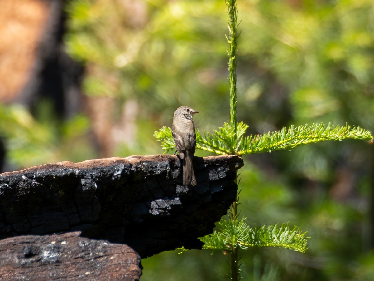 Dusky Flycatcher - ML641279601