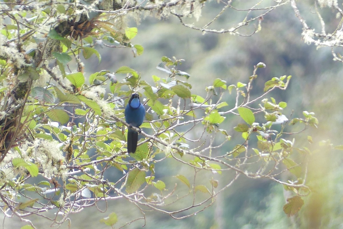 Turquoise Jay - ML641279609