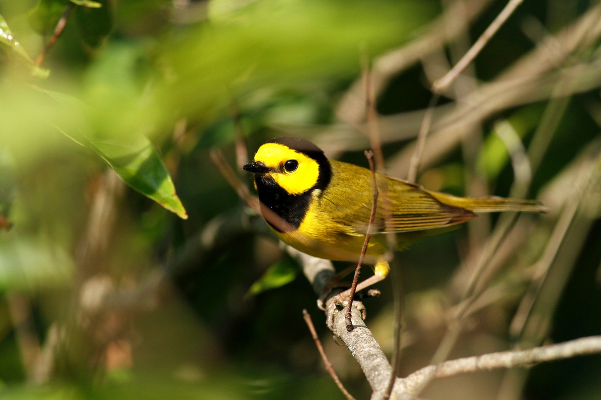 Hooded Warbler - ML64127961