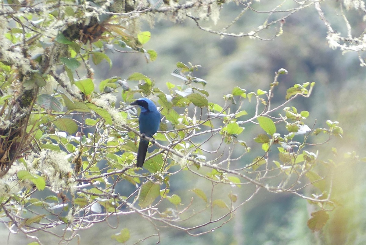 Turquoise Jay - ML641279616