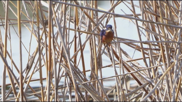 Azure Kingfisher - ML641279642