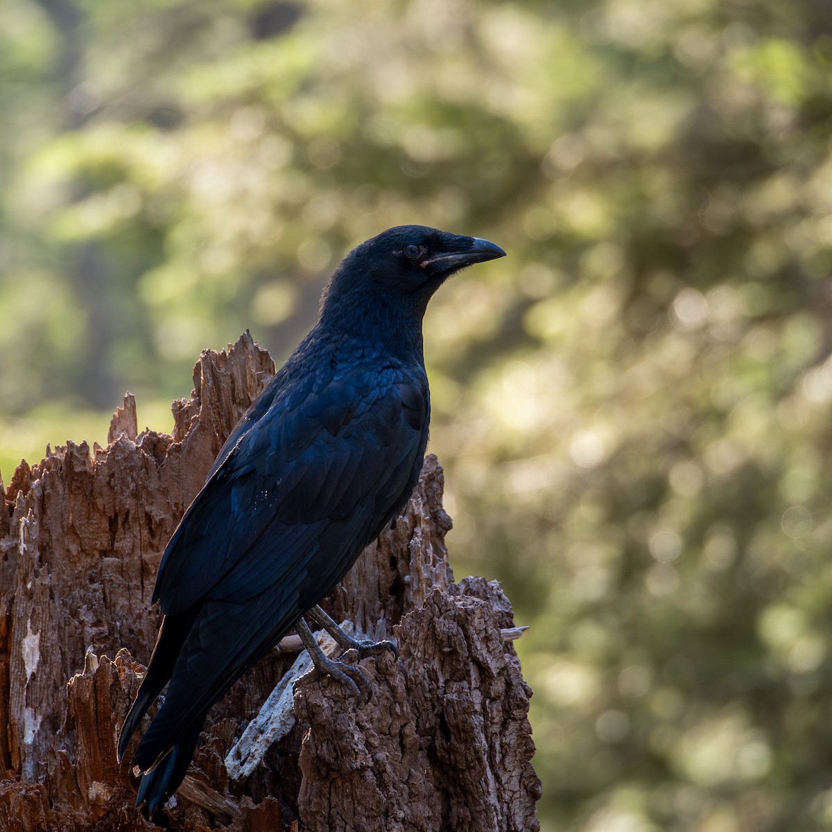 American Crow - ML641279646