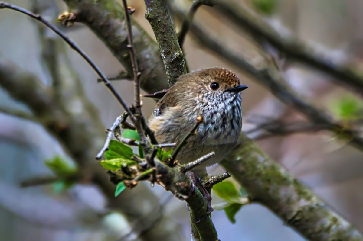 Brown Thornbill - ML641279649