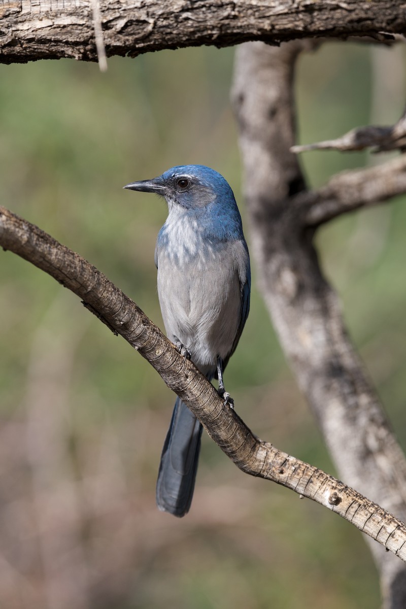 Woodhouse's Scrub-Jay (Woodhouse's) - ML641279653