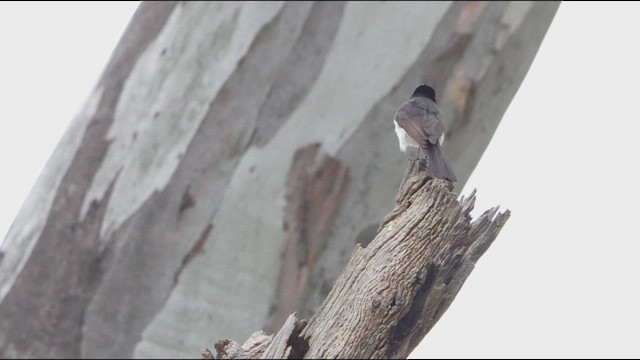 Restless Flycatcher - ML641279661