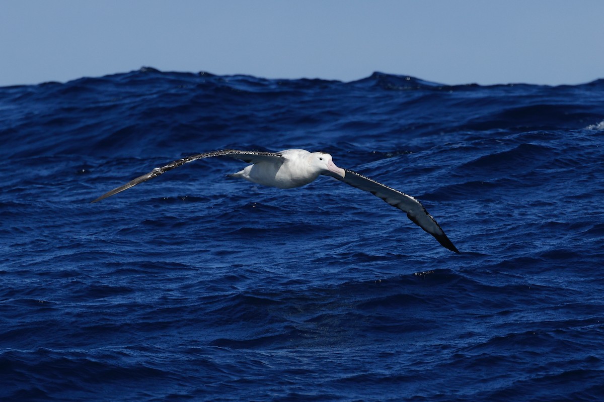 Albatros bidaiaria - ML641279673