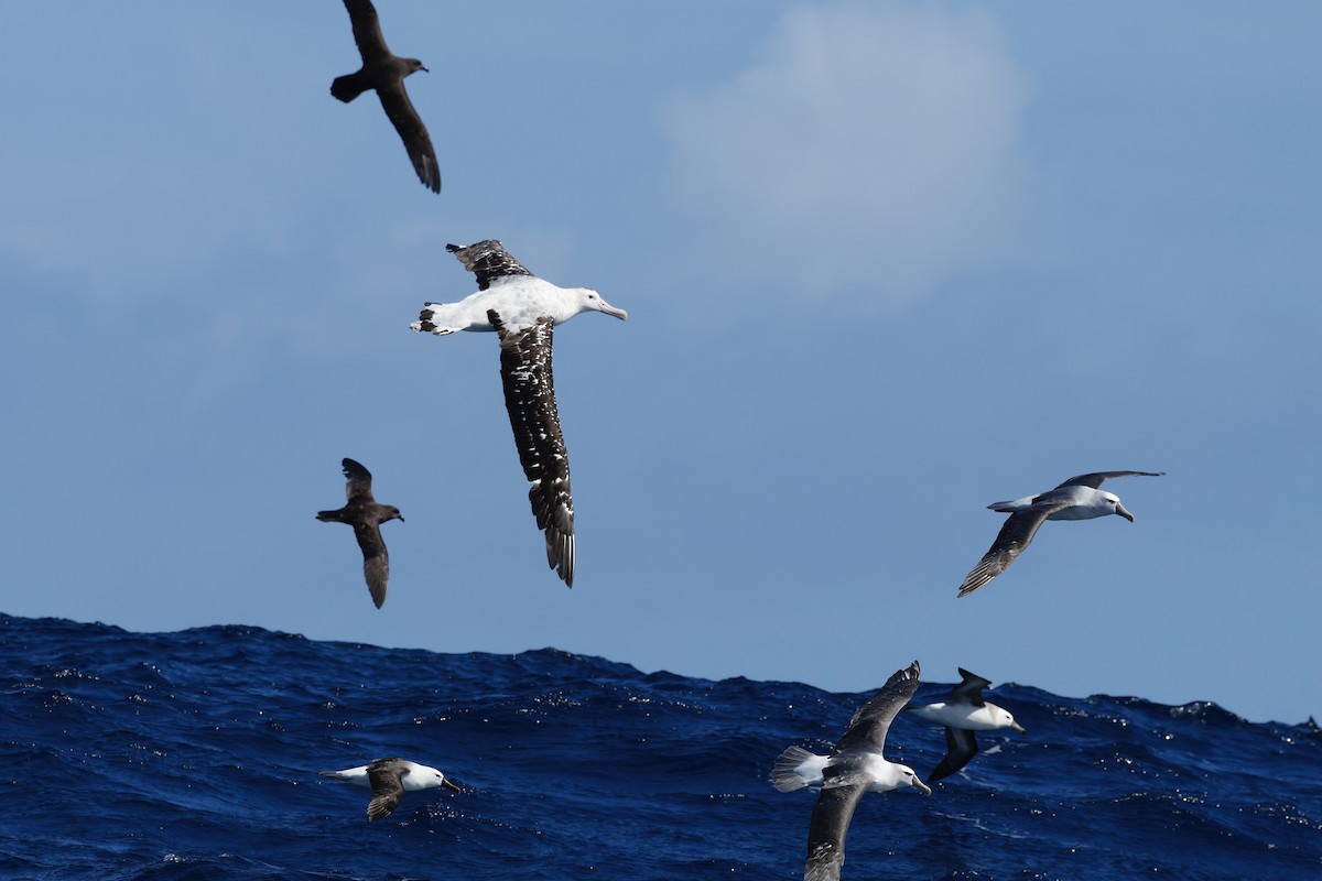 Albatros bidaiaria - ML641279674
