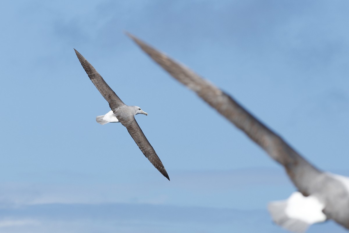Salvin's Albatross - ML641279680