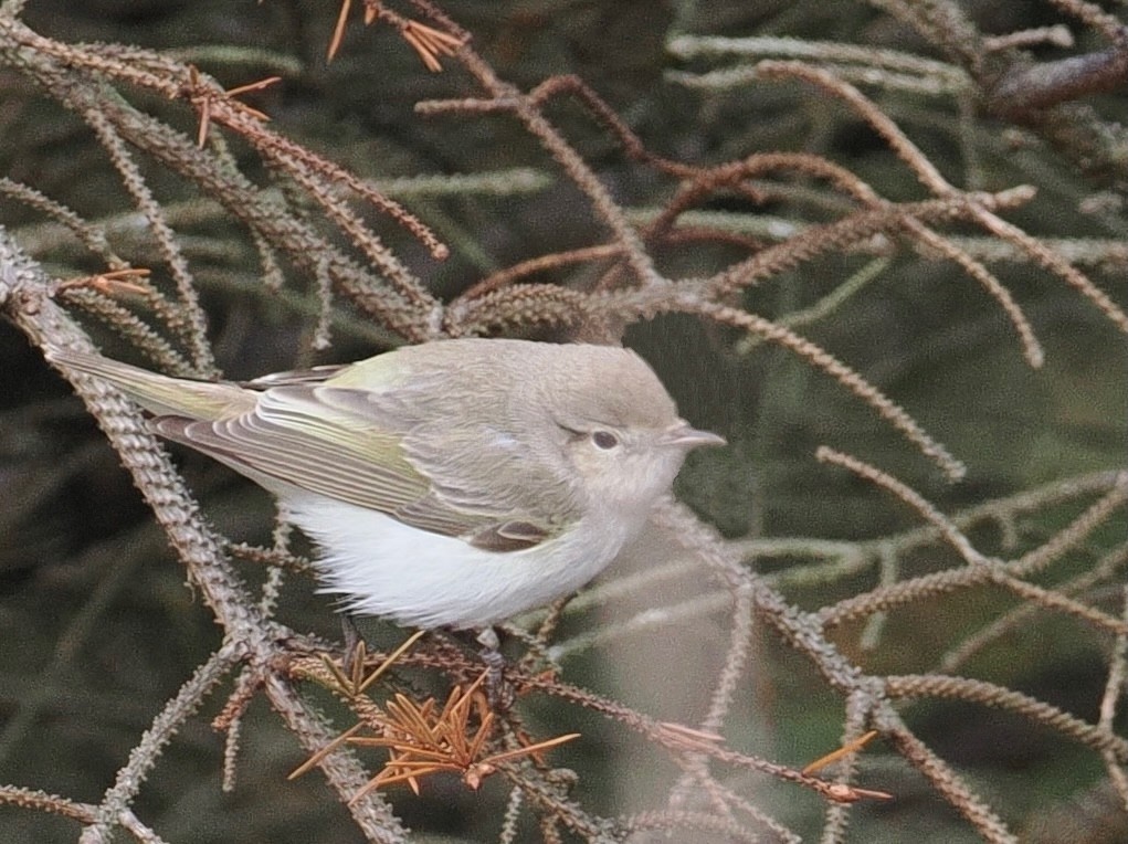 Eastern Bonelli's Warbler - ML641279721