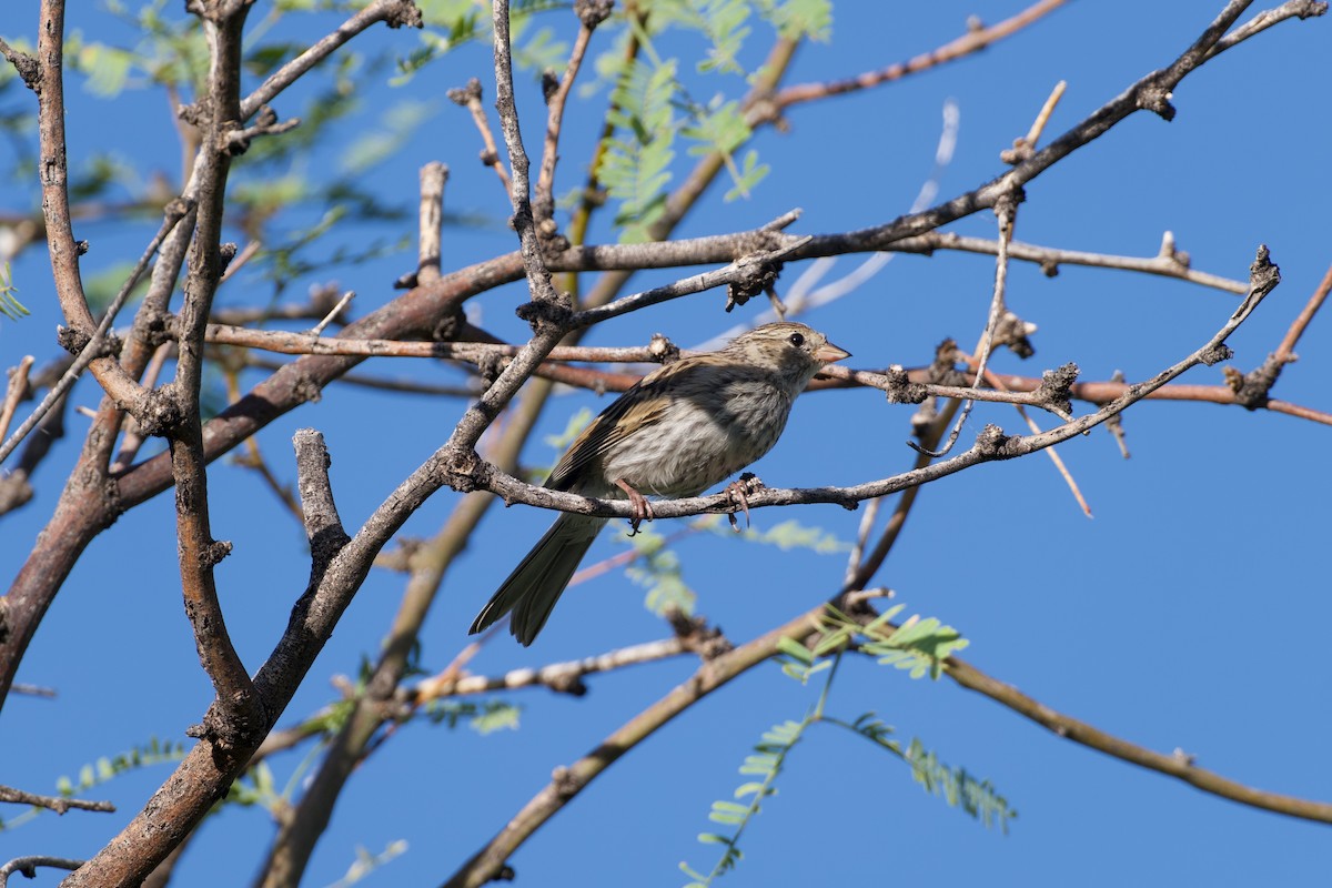 Chipping Sparrow - ML641279728