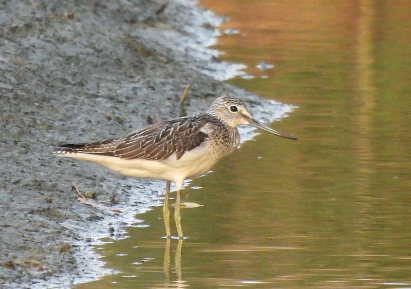 Common Greenshank - ML641279738