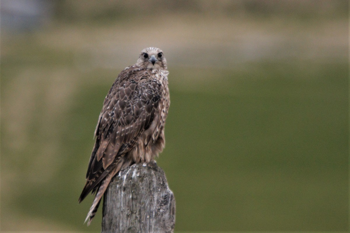 Gerfalke - ML641279746