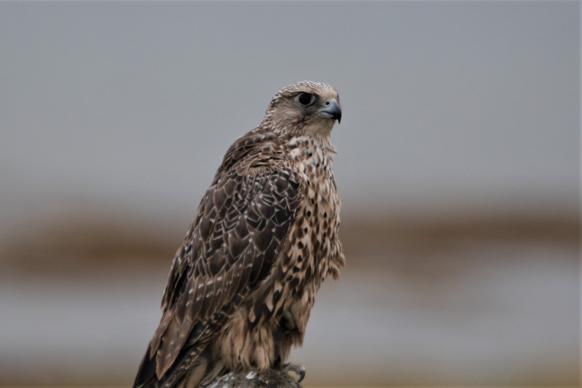 Gerfalke - ML641279747