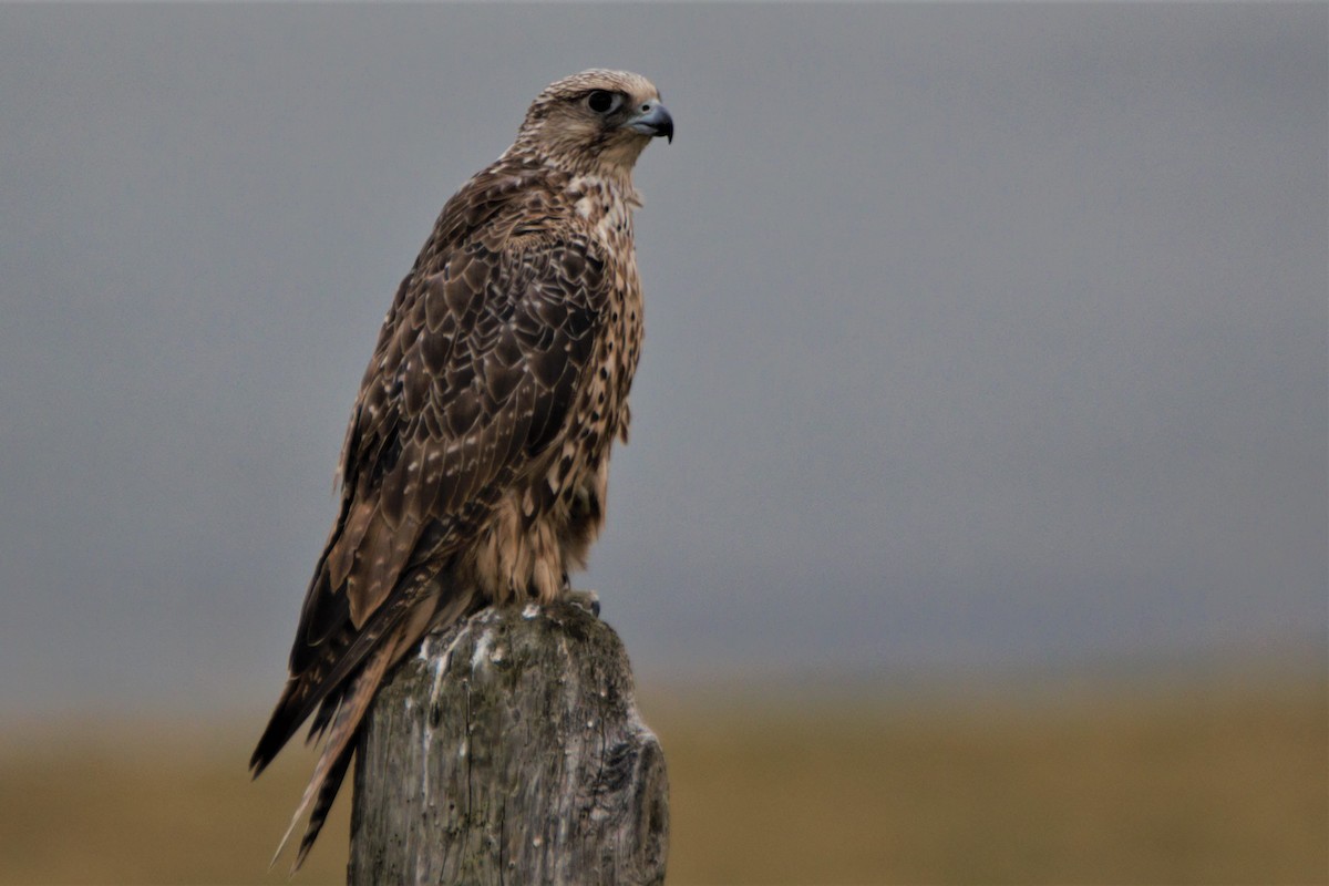 Gerfalke - ML641279748