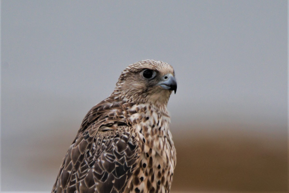 Gerfalke - ML641279749