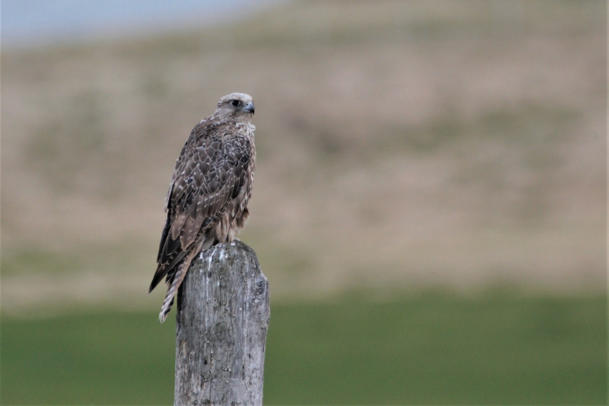 Gerfalke - ML641279750