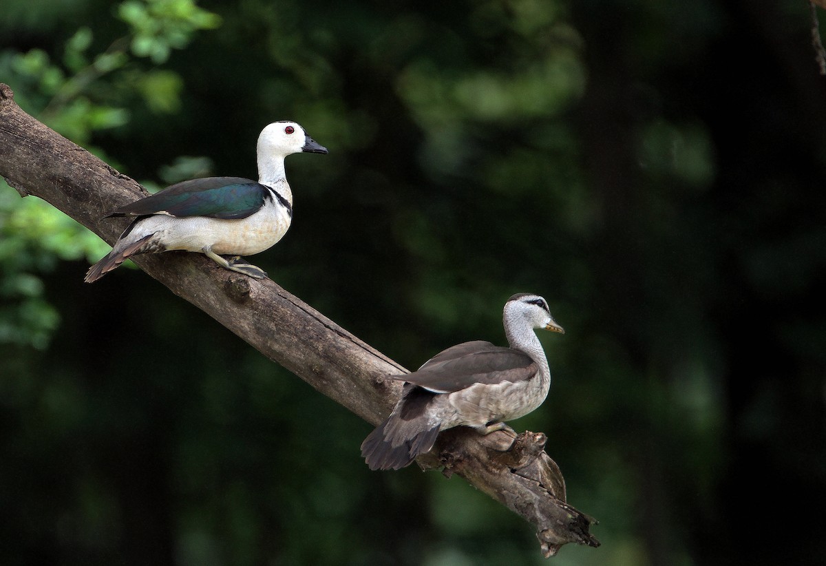 kachnička obojková - ML641279753