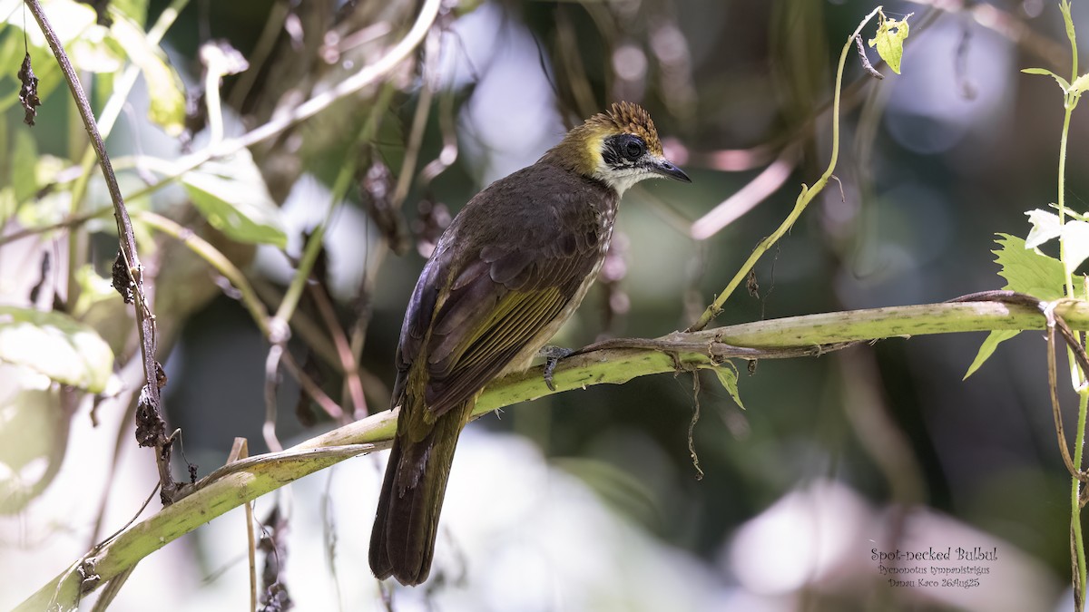 Spot-necked Bulbul - ML641279755