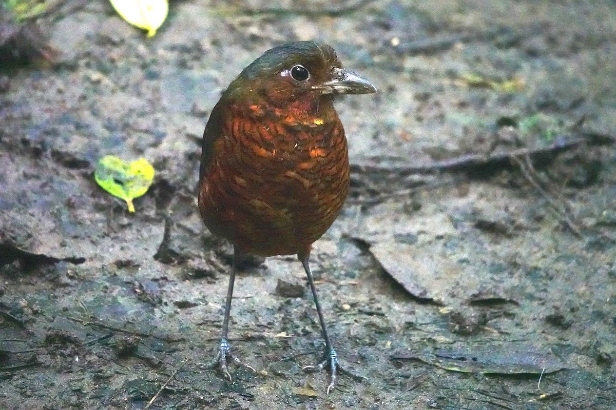 kjempemaurpitta - ML641279790