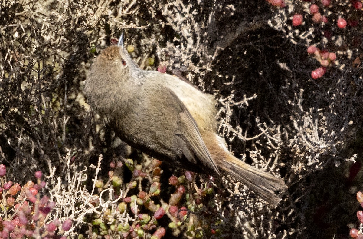 Brown Thornbill - ML641279804