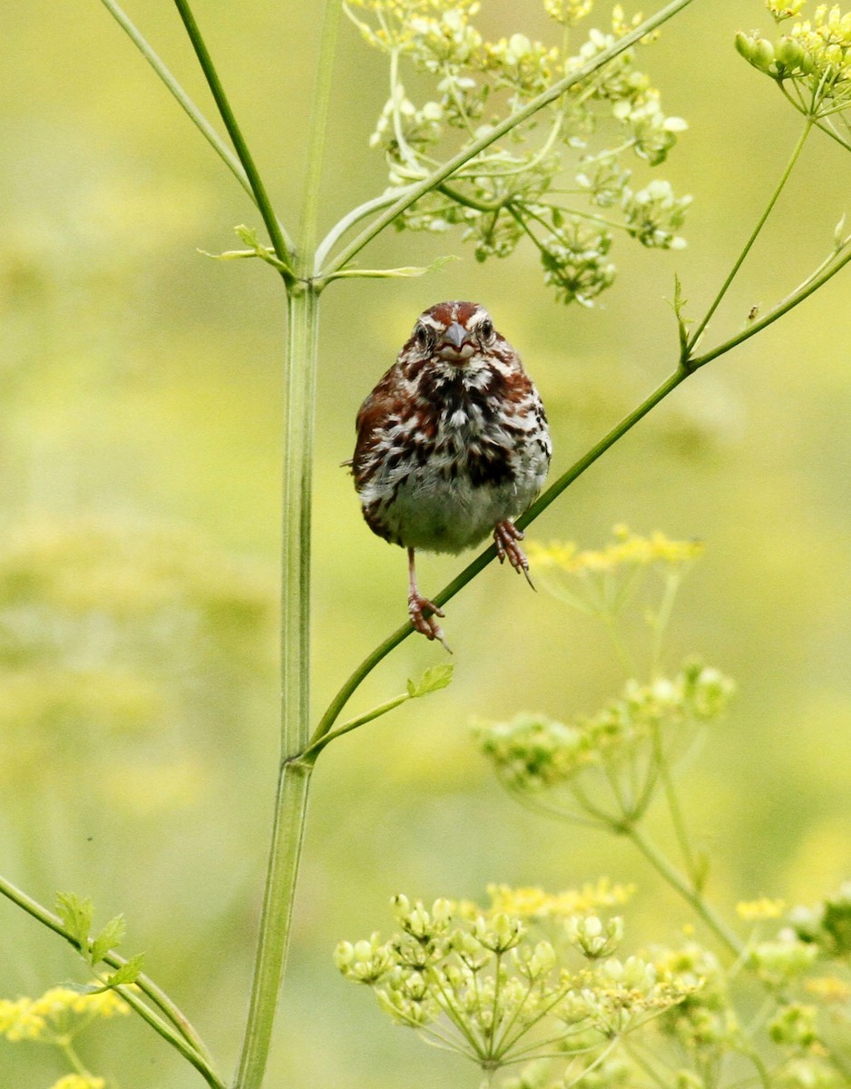 Song Sparrow - ML64127981