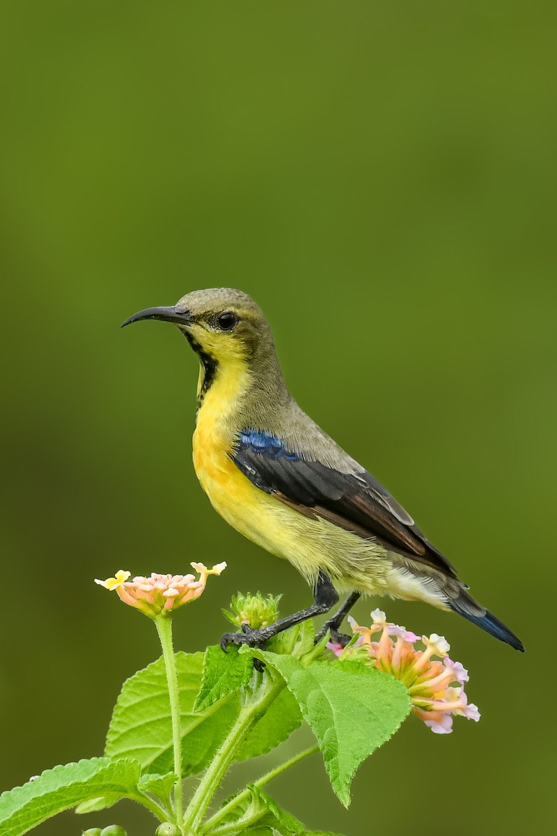 Purple Sunbird - ML641279825