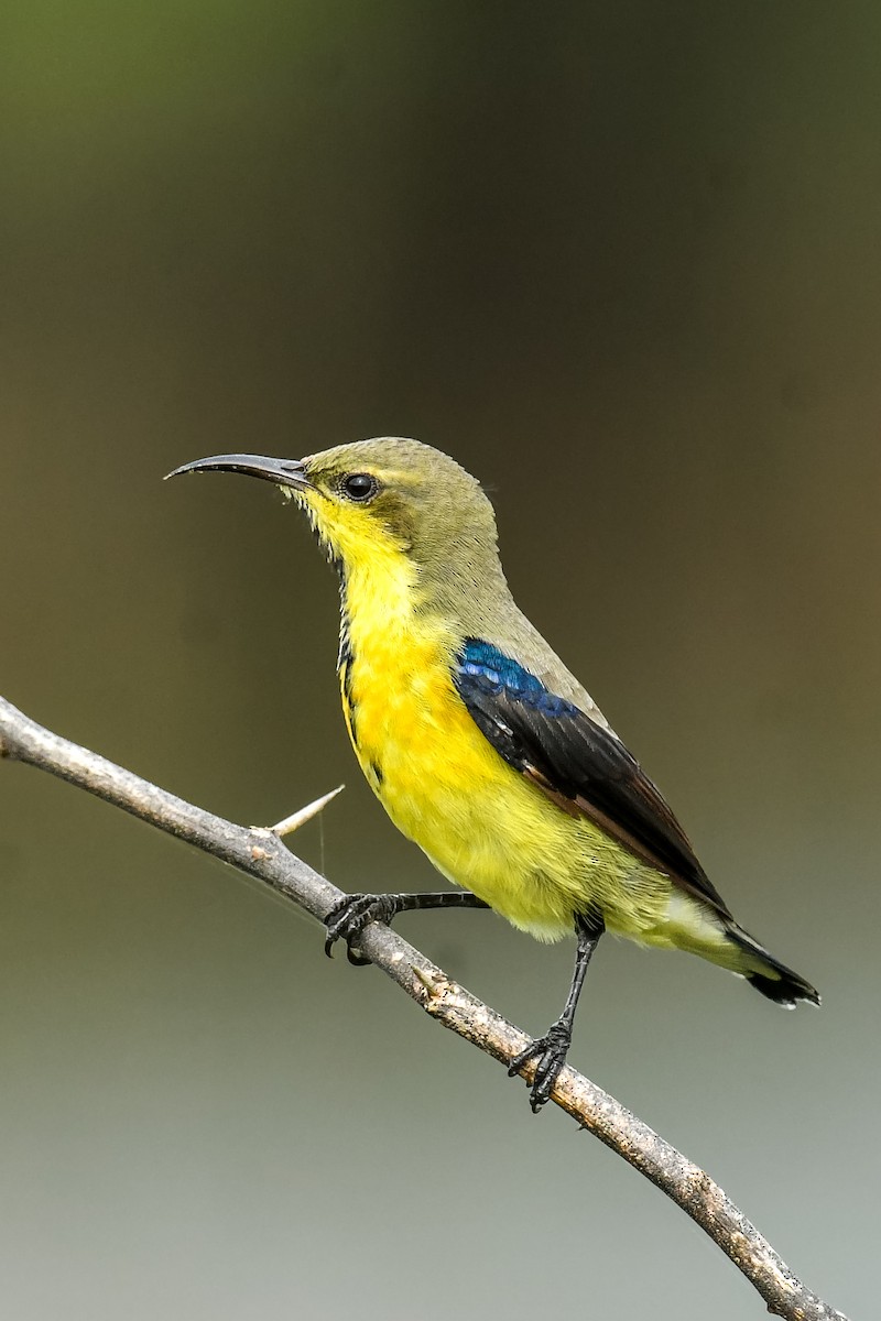 Purple Sunbird - ML641279826