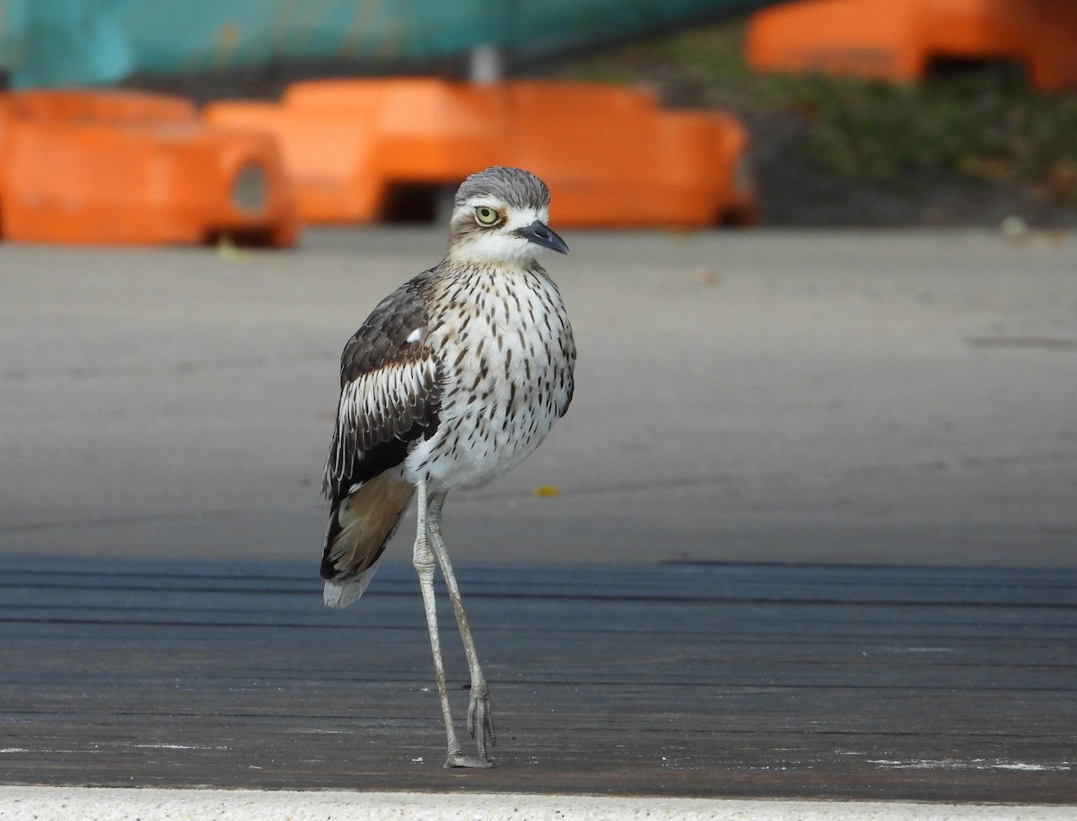 Bush Thick-knee - ML641279827
