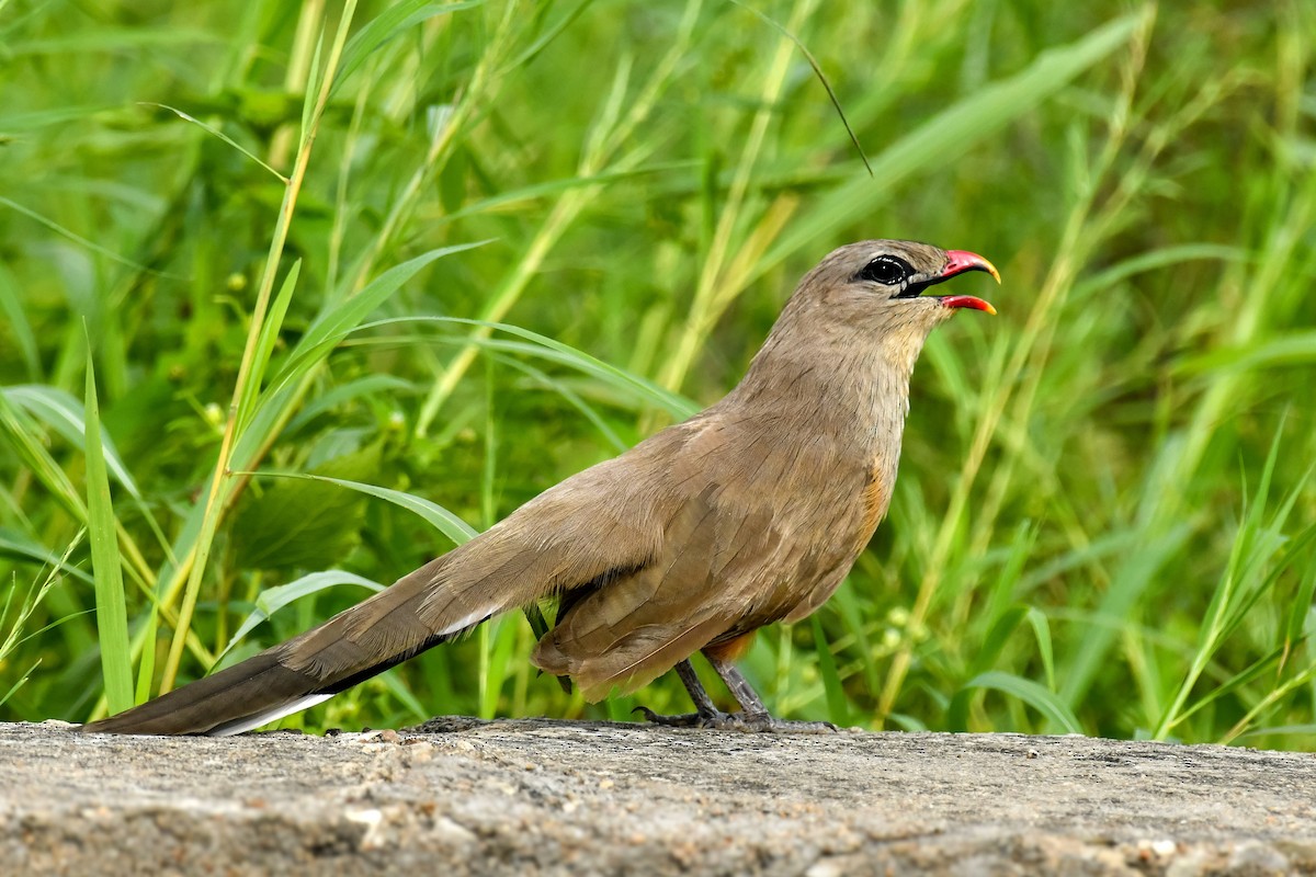 Sirkeer Malkoha - ML641279832